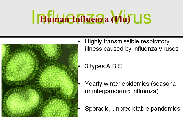Human Influenza Virus (Flu) Influenza • Highly transmissible respiratory illness caused by influenza viruses