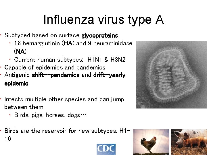 Influenza virus type A • Subtyped based on surface glycoproteins • 16 hemagglutinin (HA)