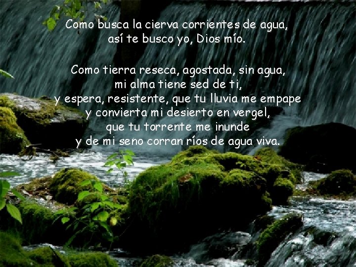 Como busca la cierva corrientes de agua, así te busco yo, Dios mío. Como