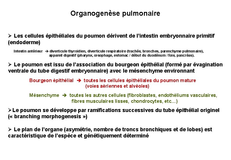 Organogenèse pulmonaire Ø Les cellules épithéliales du poumon dérivent de l’intestin embryonnaire primitif (endoderme)