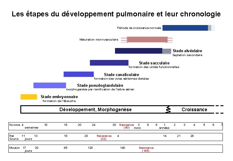 Les étapes du développement pulmonaire et leur chronologie Période de croissance normale Maturation microvasculaire