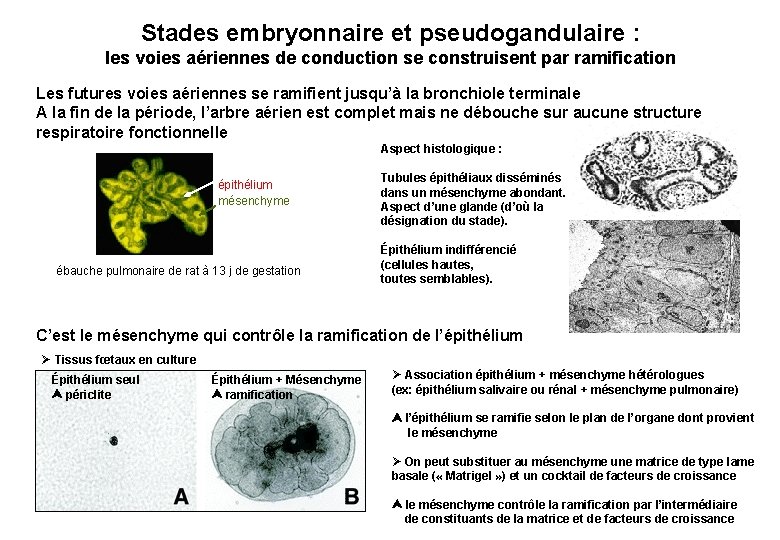 Stades embryonnaire et pseudogandulaire : les voies aériennes de conduction se construisent par ramification