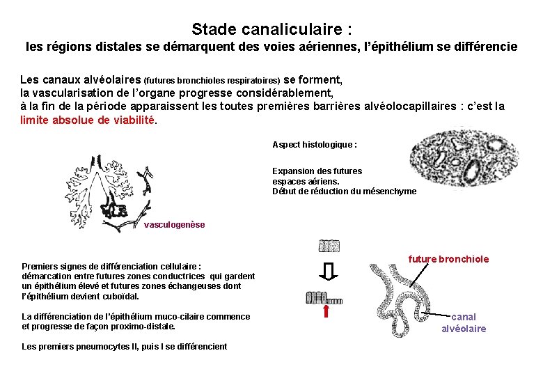 Stade canaliculaire : les régions distales se démarquent des voies aériennes, l’épithélium se différencie