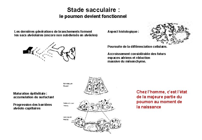 Stade sacculaire : le poumon devient fonctionnel Les dernières générations de branchements forment les