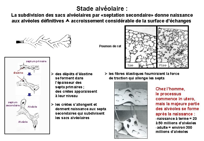 Stade alvéolaire : La subdivision des sacs alvéolaires par «septation secondaire» donne naissance aux