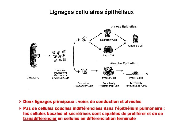 Lignages cellulaires épithéliaux Ø Deux lignages principaux : voies de conduction et alvéoles Ø
