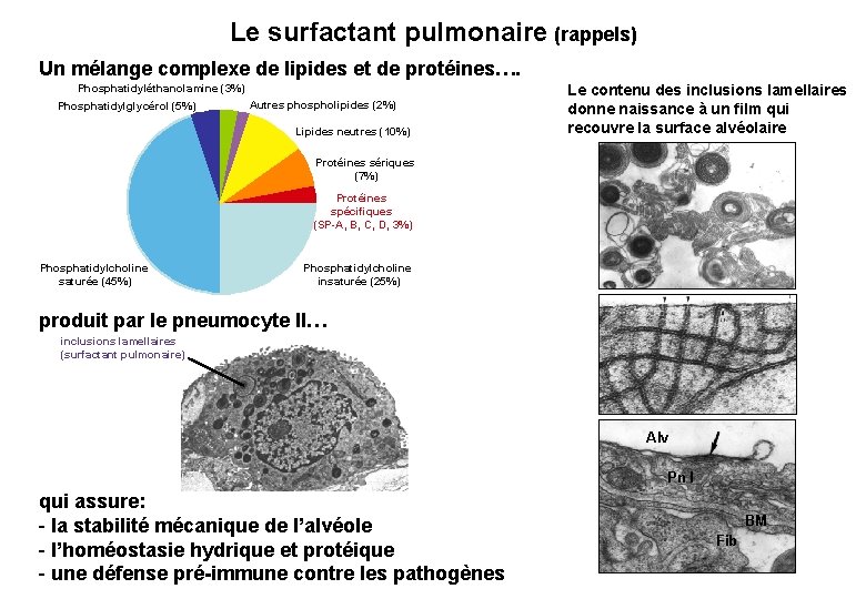 Le surfactant pulmonaire (rappels) Un mélange complexe de lipides et de protéines…. Phosphatidyléthanolamine (3%)