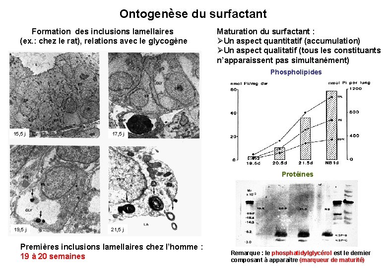 Ontogenèse du surfactant Formation des inclusions lamellaires (ex. : chez le rat), relations avec