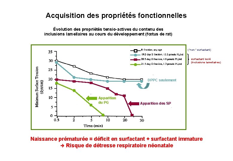 Acquisition des propriétés fonctionnelles Évolution des propriétés tensio-actives du contenu des inclusions lamellaires au