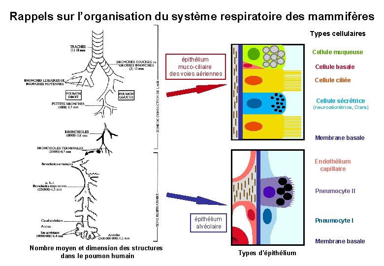 Rappels sur l’organisation du système respiratoire des mammifères Types cellulaires Cellule muqueuse épithélium muco-ciliaire