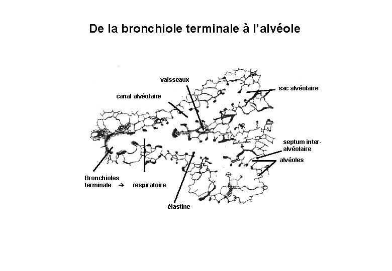 De la bronchiole terminale à l’alvéole vaisseaux sac alvéolaire canal alvéolaire septum interalvéolaire alvéoles