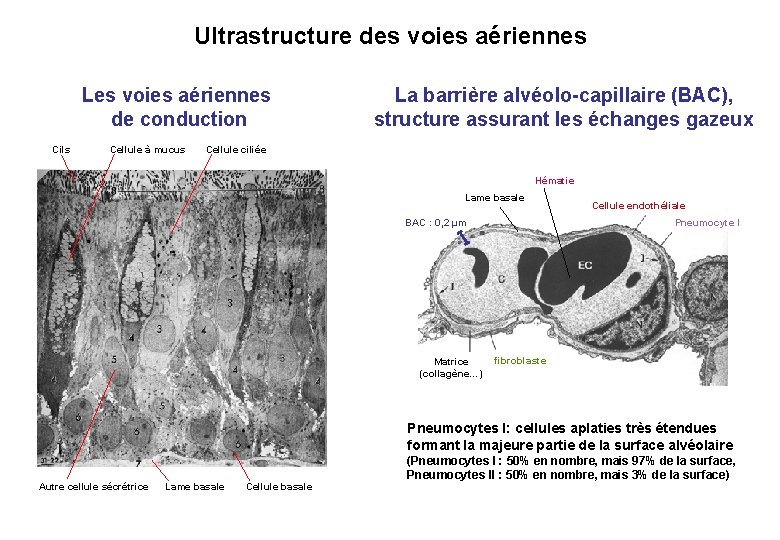 Ultrastructure des voies aériennes Les voies aériennes de conduction Cils Cellule à mucus La