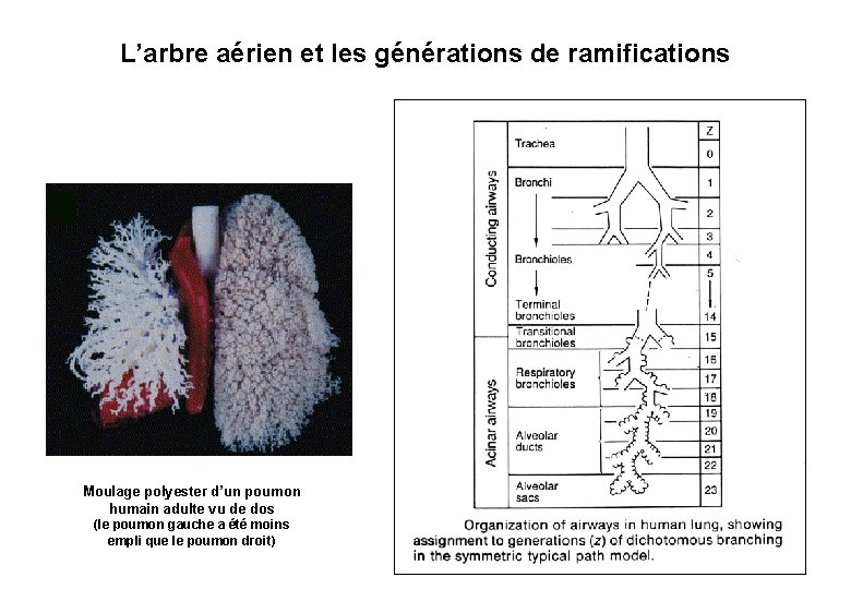 L’arbre aérien et les générations de ramifications Moulage polyester d’un poumon humain adulte vu