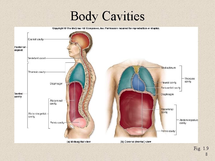 Lecture 2 Terminology and Body Plan for the