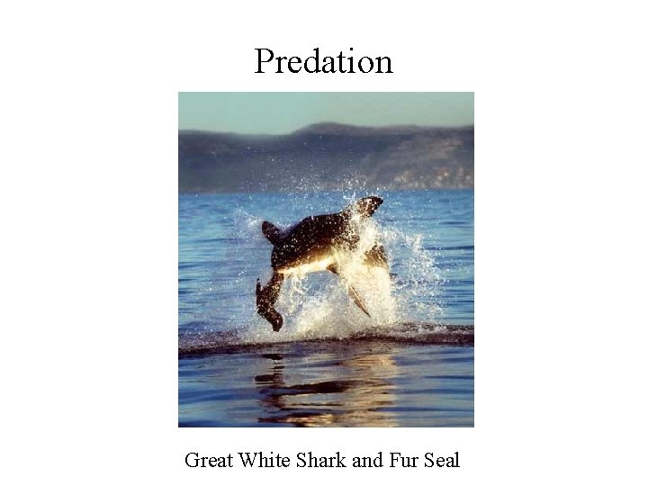 Predation Great White Shark and Fur Seal Predation Great White Shark and Fur Seal