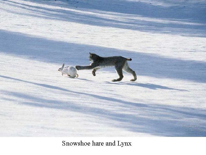 Snowshoe hare and Lynx Snowshoe hare and Lynx