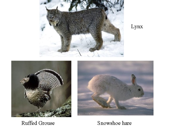Lynx Ruffed Grouse Snowshoe hare Lynx Ruffed Grouse Snowshoe hare