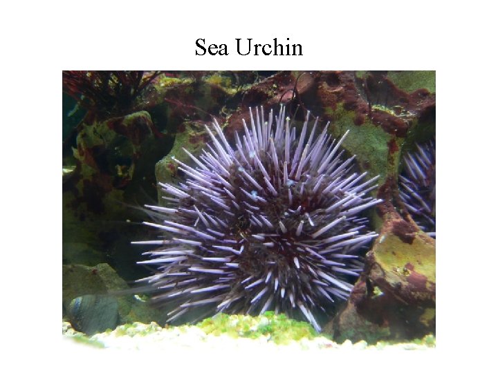 Sea Urchin Sea Urchin