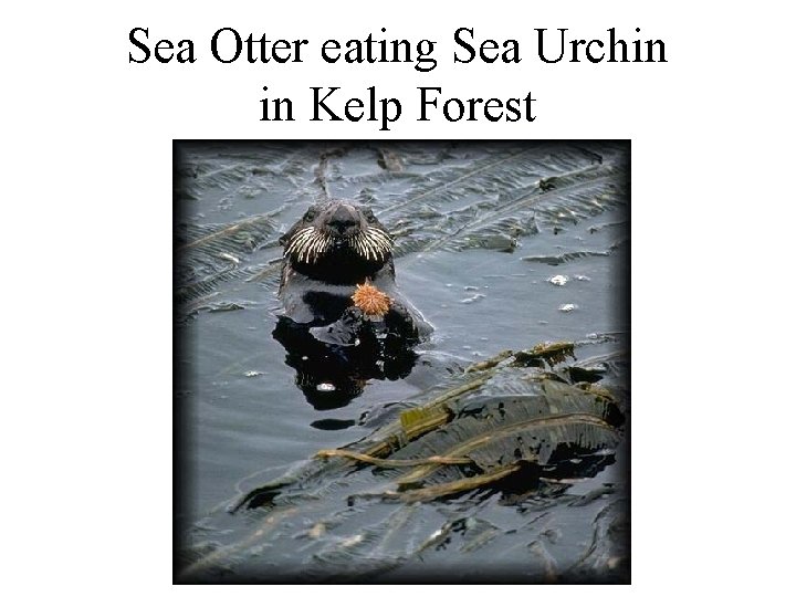 Sea Otter eating Sea Urchin in Kelp Forest Sea Otter eating Sea Urchin in Kelp Forest