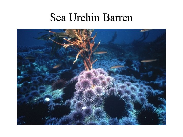 Sea Urchin Barren Sea Urchin Barren