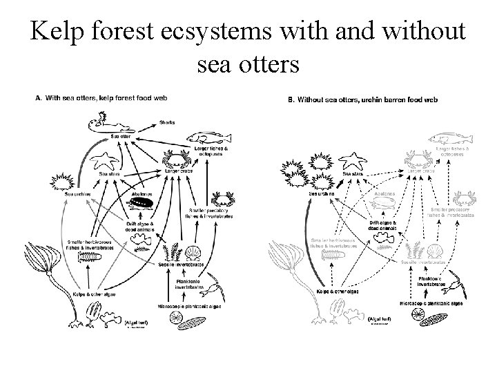 Kelp forest ecsystems with and without sea otters Kelp forest ecsystems with and without sea otters