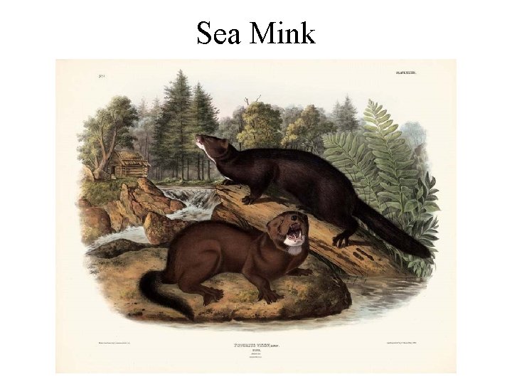 Sea Mink Sea Mink