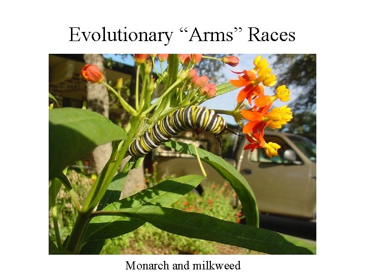 Evolutionary “Arms” Races Monarch and milkweed Evolutionary “Arms” Races Monarch and milkweed
