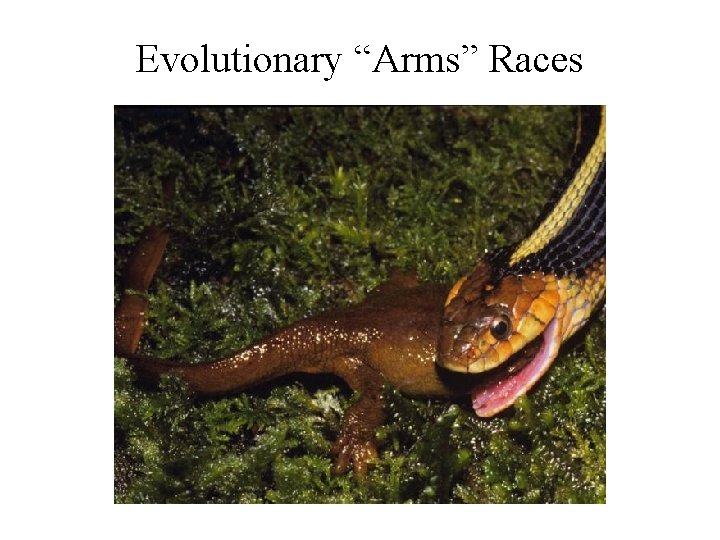 Evolutionary “Arms” Races Evolutionary “Arms” Races
