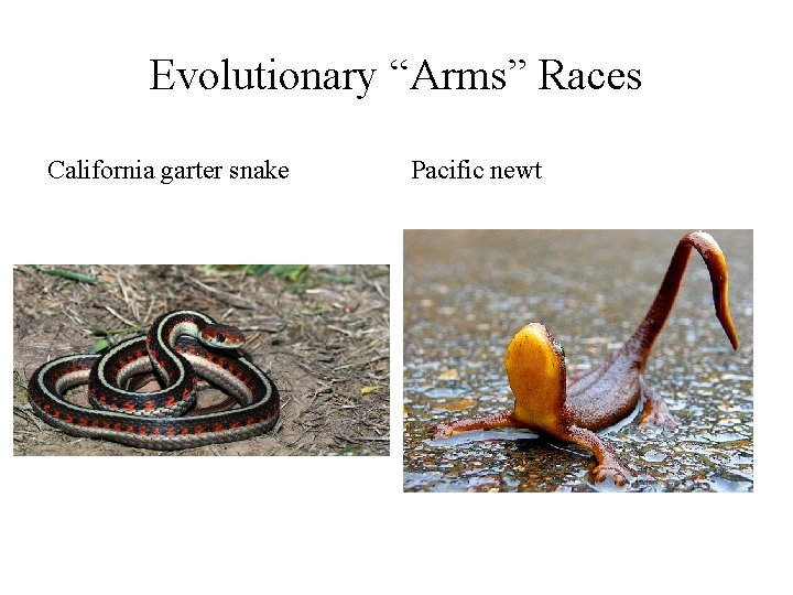 Evolutionary “Arms” Races California garter snake Pacific newt Evolutionary “Arms” Races California garter snake Pacific newt