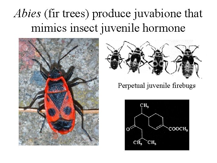 Abies (fir trees) produce juvabione that mimics insect juvenile hormone Perpetual juvenile firebugs Abies (fir trees) produce juvabione that mimics insect juvenile hormone Perpetual juvenile firebugs