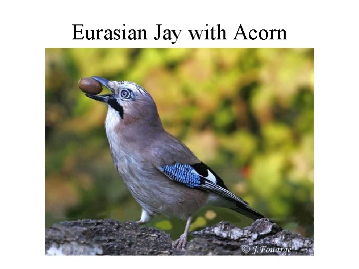 Eurasian Jay with Acorn Eurasian Jay with Acorn
