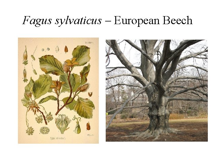 Fagus sylvaticus – European Beech Fagus sylvaticus – European Beech