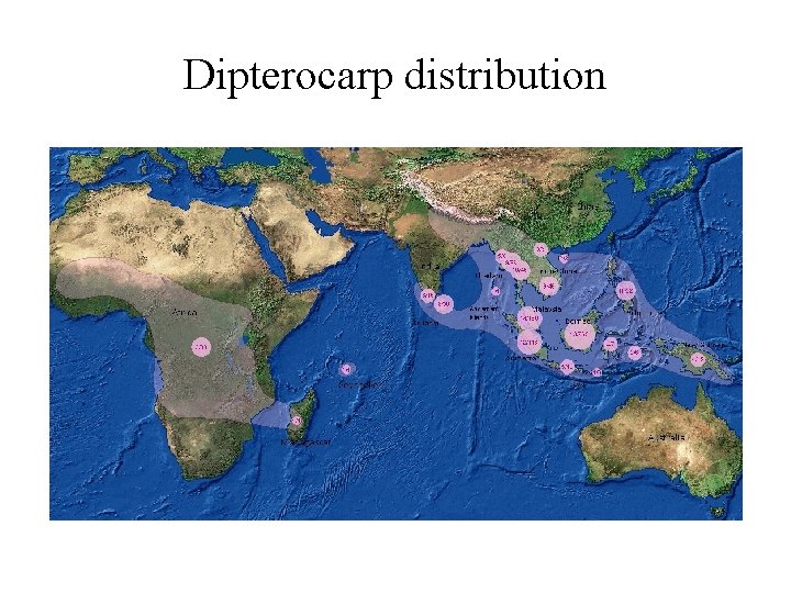 Dipterocarp distribution Dipterocarp distribution