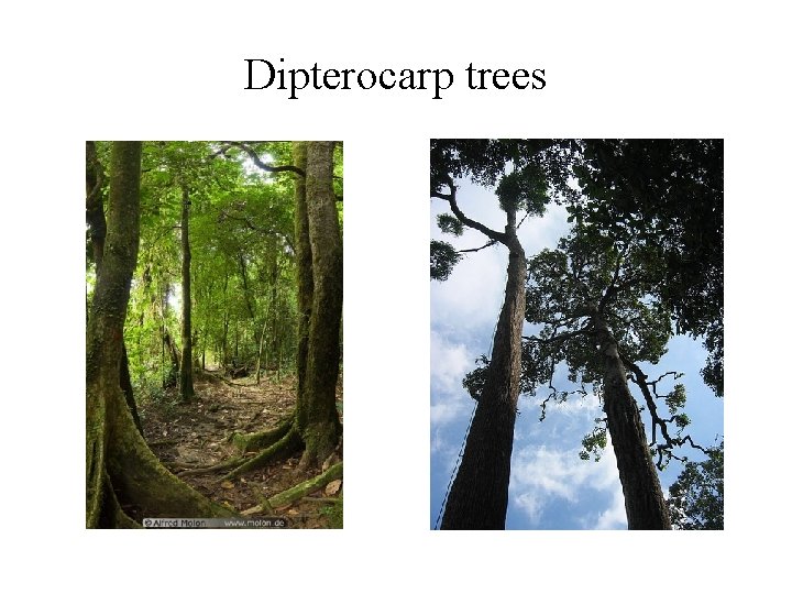 Dipterocarp trees Dipterocarp trees