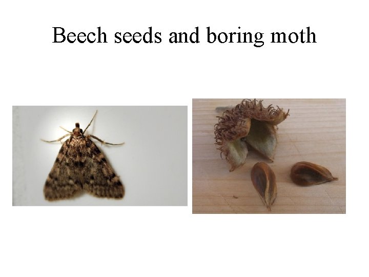 Beech seeds and boring moth Beech seeds and boring moth