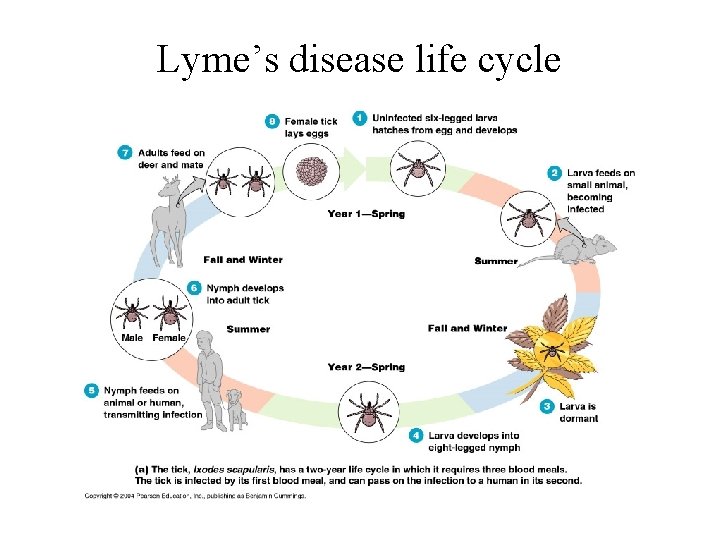 Lyme’s disease life cycle Lyme’s disease life cycle