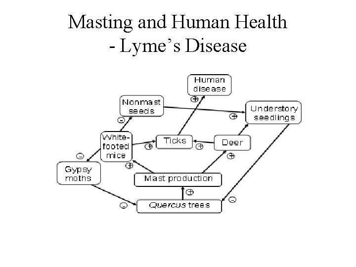 Masting and Human Health - Lyme’s Disease Masting and Human Health - Lyme’s Disease