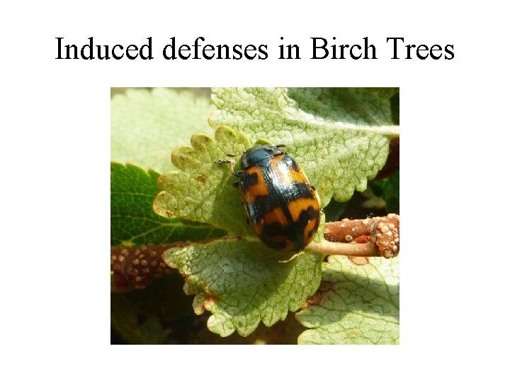 Induced defenses in Birch Trees Induced defenses in Birch Trees