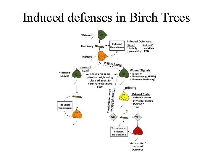 Induced defenses in Birch Trees Induced defenses in Birch Trees