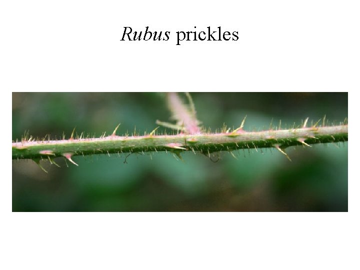 Rubus prickles Rubus prickles