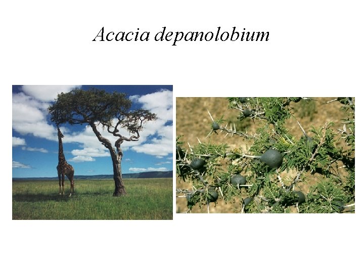 Acacia depanolobium Acacia depanolobium