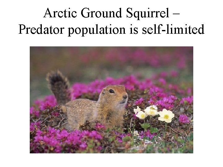 Arctic Ground Squirrel – Predator population is self-limited Arctic Ground Squirrel – Predator population is self-limited