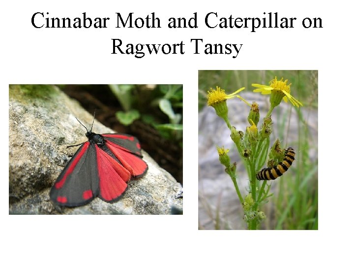 Cinnabar Moth and Caterpillar on Ragwort Tansy Cinnabar Moth and Caterpillar on Ragwort Tansy