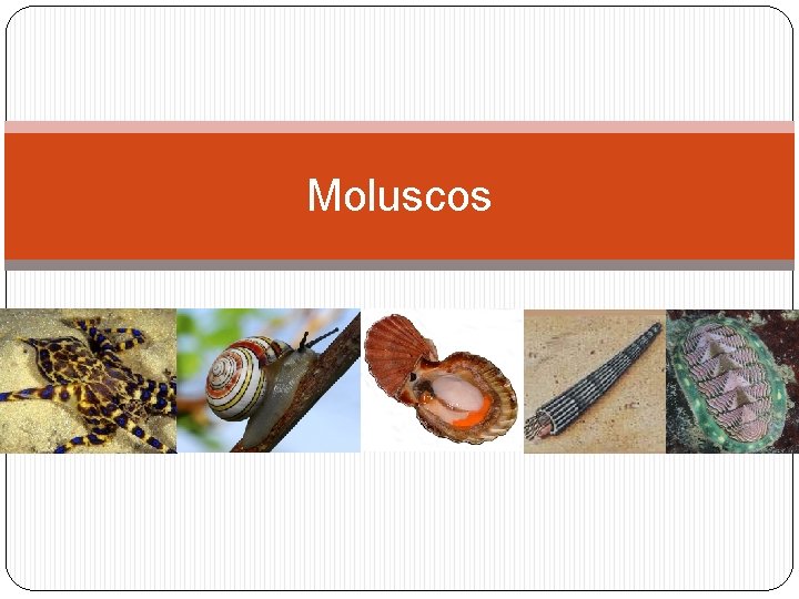 Moluscos 