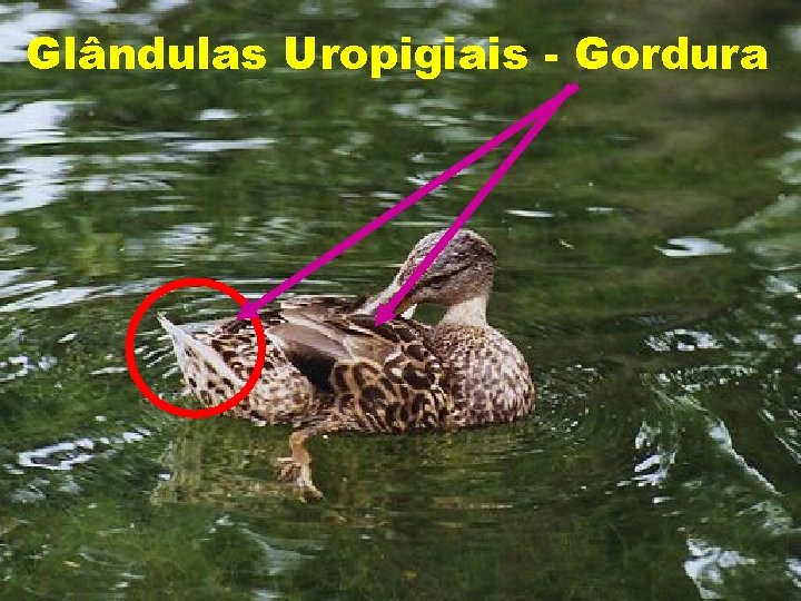 Glândulas Uropigiais - Gordura 