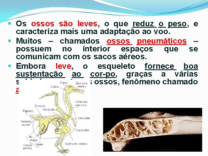 § Os ossos são leves, o que reduz o peso, e caracteriza mais uma