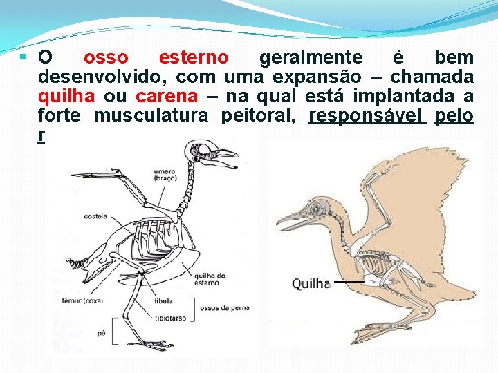 § O osso esterno geralmente é bem desenvolvido, com uma expansão – chamada quilha