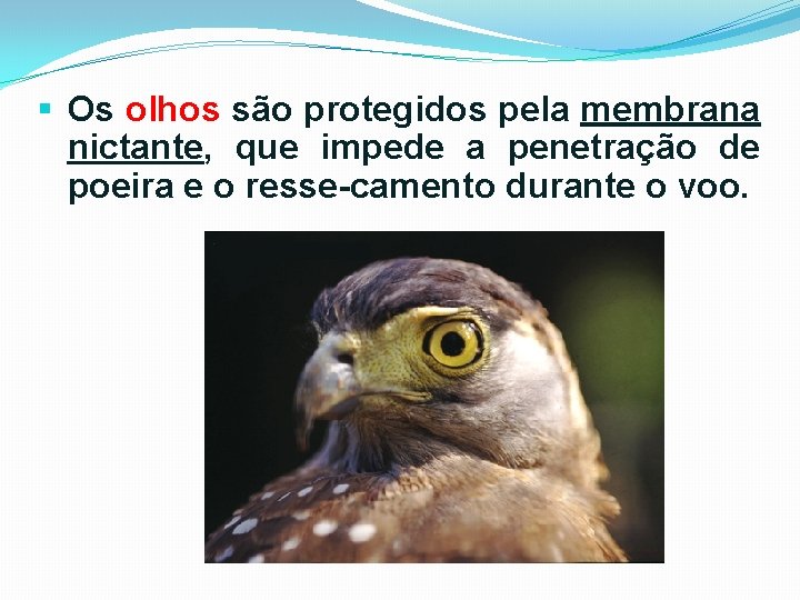 § Os olhos são protegidos pela membrana nictante, que impede a penetração de poeira