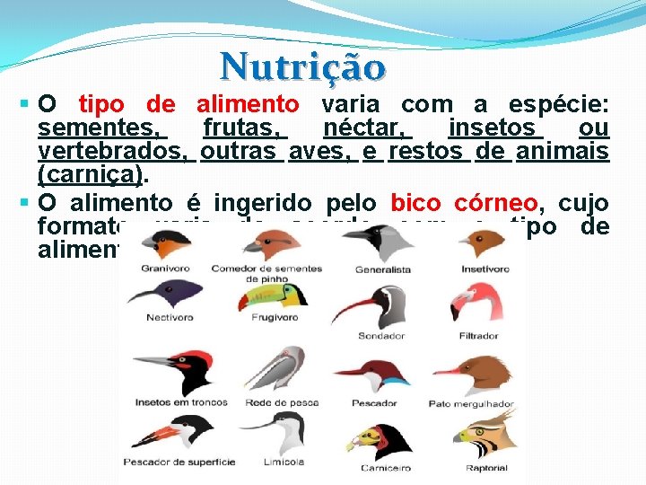Nutrição § O tipo de alimento varia com a espécie: sementes, frutas, néctar, insetos