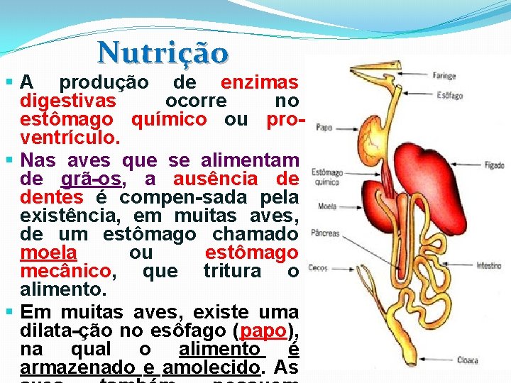 Nutrição § A produção de enzimas digestivas ocorre no estômago químico ou proventrículo. §